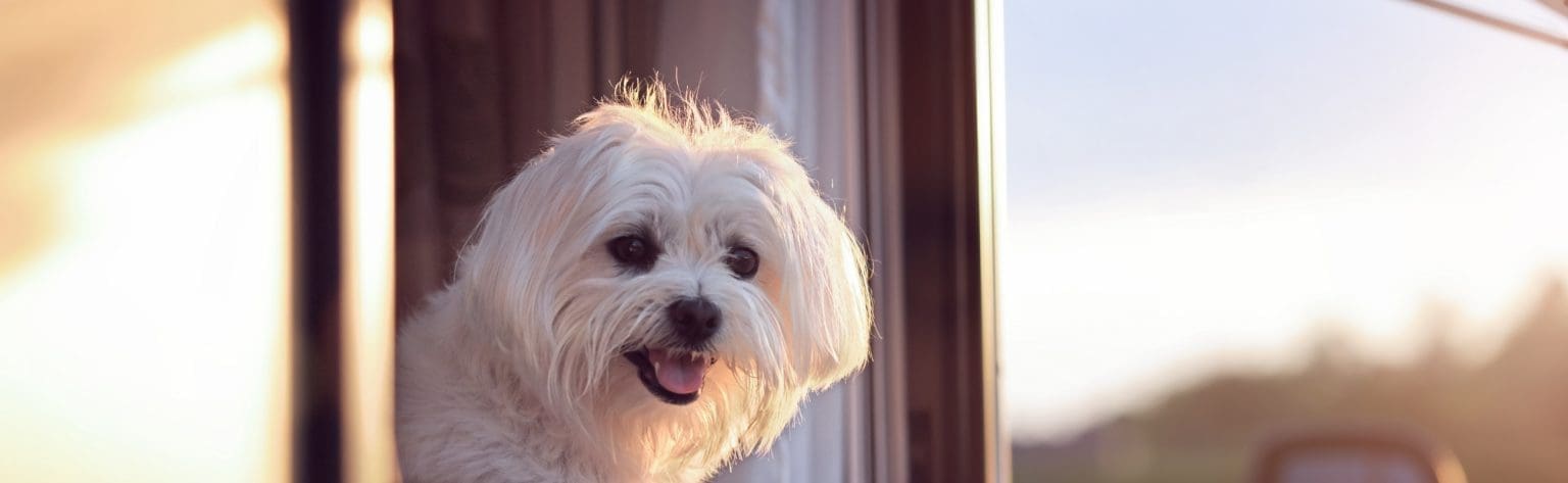 RVing with Pets: Tips and Advice for Traveling with Your Furry Friends
