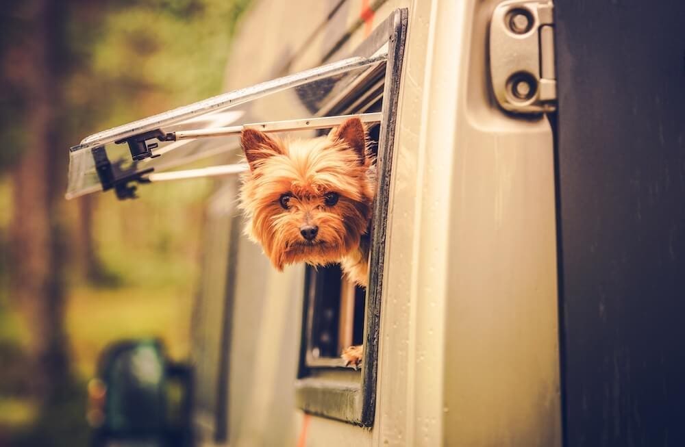 Les plus beaux terrains de VR au Canada pour camper avec votre chien ou votre chat